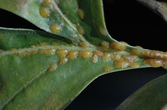 Citrus Tree Maintenance
